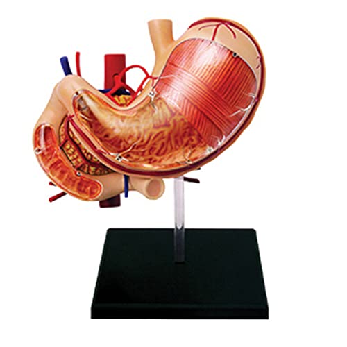 VDLLQYN, Zusammengebautes 4D-Anatomisches Modell des Magens – Anatomie menschlicher Organe, DIY, abnehmbares 12-teiliges anatomisches Modell des Magens – for Unterrichtszwecke und Geschenke ，Anatomie- von VDLLQYN