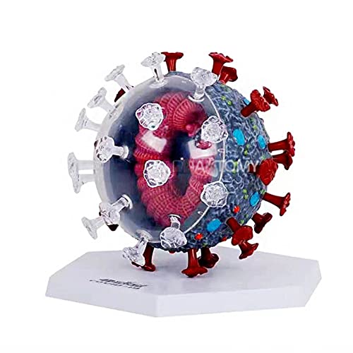 VDLLQYN, Zusammengesetztes 4D-Puzzle-Spielzeug-Coronavirus-Modell – Anatomische Lehrmodelle – Wird for die DIY-Lehrausstellung im Wissenschaftsmuseum verwendet ，Anatomie-Modelle von VDLLQYN