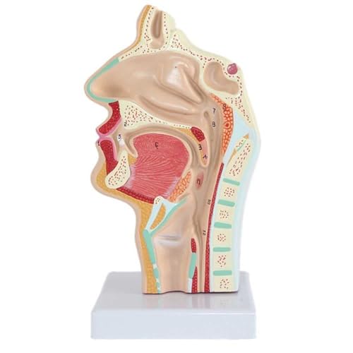 Anatomisches Modell Der Menschlichen Nasenhöhle, Oronasopharynx, Sagittal-Nasenmodell, Lehrmodell For Hals-Nasen-Ohrenheilkunde, Lehrmodell, Kehlkopfmodell 3D Mit Digitaler Beschriftung von VERIMP