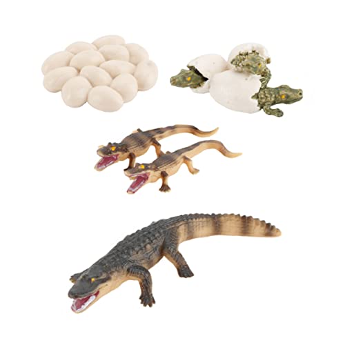 VICASKY 1 Satz Krokodil-wachstums Zyklus Feengarten-Tiere-Figur Krokodil-Ei-Spielzeug Tierfigur Ornament Lernspielzeug Lebenswachstum Spielzeug Puzzle-Spielzeug Kidcraft-spielset PVC von VICASKY