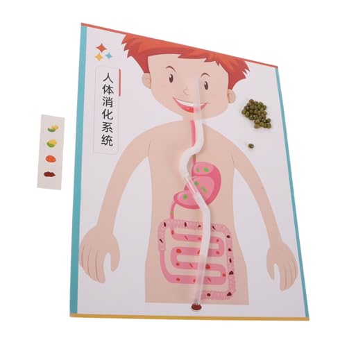 VICASKY 4 Sätze Human Digestive System Model DIY Interaktives Lernspielzeug für Realistisches Körpermodell Stem-Bildung Kreatives Bastelset für Vorschule und Grundschule VICASKY 4 Sätze Human Digestive System Model DIY Interaktives Lernspielzeug für Realistisches Körpermodell Stem-Bildung Kreatives Bastelset für Vorschule und Grundschule von VICASKY