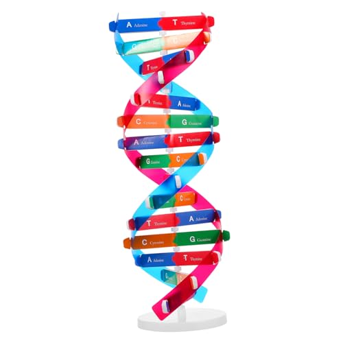 VICASKY DNA Modellbau Set Doppelhelix DNA Display Stand Für Pädagogisches Lernspielzeug Und Lehrmittel Zur Biologie Kreatives DNA Modell Für Den Unterricht von VICASKY