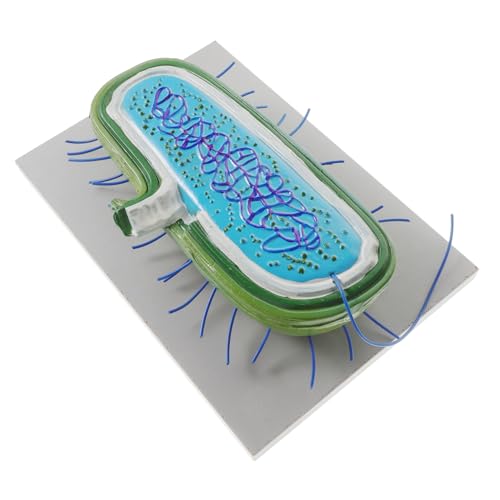 VICASKY mikrobielles Modell Zellmodell Biologieunterrichtsmodell Lehrmittel für die Schule PVC von VICASKY