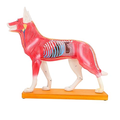 Akupunkturpunktmodell Für Hunde Modell Der Körperakupunktur Für Hunde Hundeakupunkturmodell Anatomisches Hundemodell Akupunktur-trainingsmodell Hundemodelle Modell Anatomie Pvc VILLFUL von VILLFUL