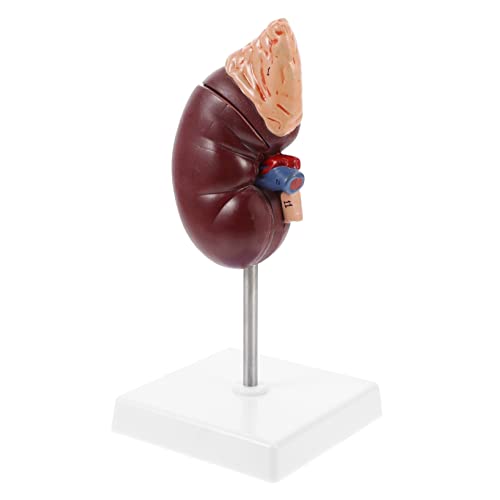 VILLFUL 1stk Nebennieren-modell Modell Des Menschlichen Herzens Unterrichtsmodell Anatomie Des Menschlichen Körpers Anatomisches Modell Plastik Menschlicher Körper Zubehör von VILLFUL