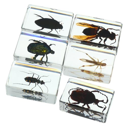 VILLFUL 6 Stück Transparente Insektenexemplare aus Resin mit Realistischen Käfern und Wespentieren Naturwissenschaftliches Unterrichtsmaterial Vielseitig als Dekoration Sammlerstücke und VILLFUL 6 Stück Transparente Insektenexemplare aus Resin mit Realistischen Käfern und Wespentieren Naturwissenschaftliches Unterrichtsmaterial Vielseitig als Dekoration Sammlerstücke und von VILLFUL
