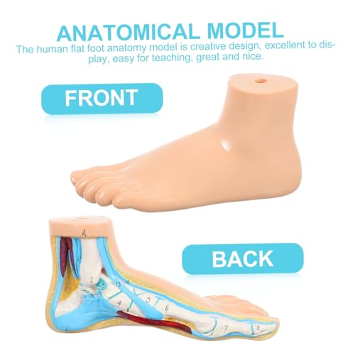 VILLFUL Anatomisches Modell Menschlicher Normalfuß Lehrmodell Fußskelett Muskelstruktur Lebensgroß Für Medizinische Ausbildung Und Gesundheitsschulen VILLFUL Anatomisches Modell Menschlicher Normalfuß Lehrmodell Fußskelett Muskelstruktur Lebensgroß Für Medizinische Ausbildung Und Gesundheitsschulen von VILLFUL