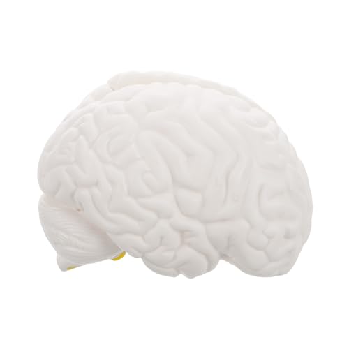 VILLFUL Hirnanatomie -Lehrmodell Wissenschaftsmodell Körperteilmodell Modell des menschlichen Gehirns Modell der Gehirnanatomie Neurologisches Gehirnmodell Bildungshirnausstellung PVC Weiß VILLFUL Hirnanatomie -Lehrmodell Wissenschaftsmodell Körperteilmodell Modell des menschlichen Gehirns Modell der Gehirnanatomie Neurologisches Gehirnmodell Bildungshirnausstellung PVC Weiß von VILLFUL