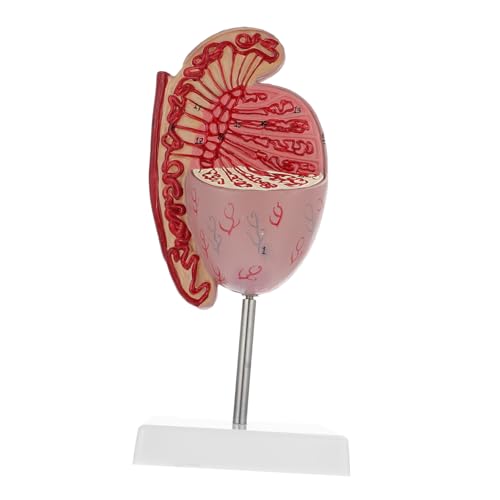 VILLFUL Hodenmodell schaufensterpuppe Modelle Modell zur Vergrößerung menschlicher Organe Hoden-Dissektionsmodell menschliche Hodenstütze menschlicher Körper Requisiten Dissektor PVC von VILLFUL