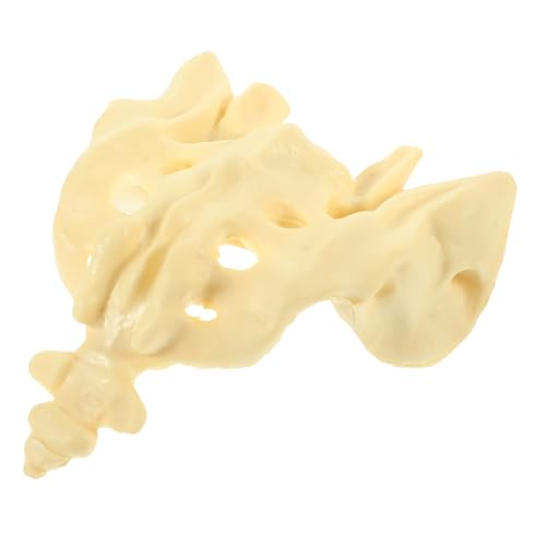VILLFUL Lebensgroßes Medizinisches Sacrum Anatomie Modell aus Robustem PVC Präzise für Unterricht und Studium Tragbar für Medizinische Schulen Sowie Krankenhausdarstellung VILLFUL Lebensgroßes Medizinisches Sacrum Anatomie Modell aus Robustem PVC Präzise für Unterricht und Studium Tragbar für Medizinische Schulen Sowie Krankenhausdarstellung von VILLFUL