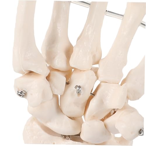 VILLFUL Medizinisches Handknochen modell für Lehrzwecke Anatomisches Skelett mit Gelenksimulation Langlebiges Lehrmittel für Medizinische Ausbildung und Anatomische Studien VILLFUL Medizinisches Handknochen modell für Lehrzwecke Anatomisches Skelett mit Gelenksimulation Langlebiges Lehrmittel für Medizinische Ausbildung und Anatomische Studien von VILLFUL
