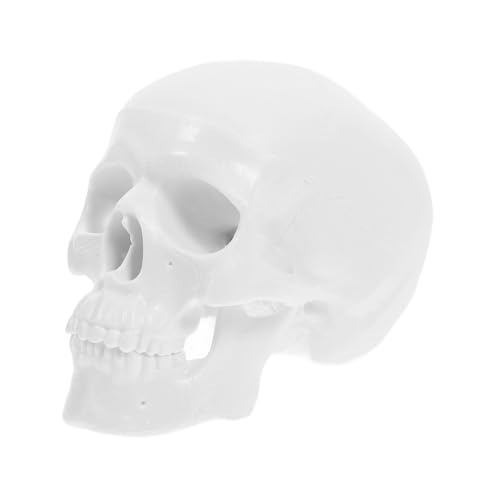 VILLFUL Mini Anatomie Modell Menschlicher Schädel mit Abnehmbarem Kinn und Schädeldecke Realistisches Kunststoffmodell Präzise Darstellung für Medizinische Ausbildung und Künstlerische VILLFUL Mini Anatomie Modell Menschlicher Schädel mit Abnehmbarem Kinn und Schädeldecke Realistisches Kunststoffmodell Präzise Darstellung für Medizinische Ausbildung und Künstlerische von VILLFUL