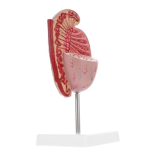 VINTORKY Hodenmodell schaufensterpuppe Biologie Demonstrationsmodell Biologieunterricht anatomisches Modell Lehrmodell Medizinstudium Schulbildung Modell der anatomischen Organe PVC von VINTORKY