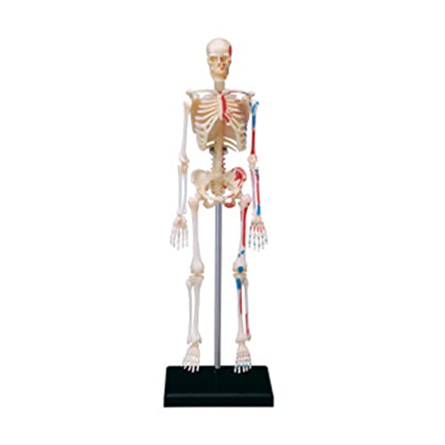 VOCUE Menschliches Knochenmodell mit beweglichen Armen und Beinen, anatomisches medizinisches Lehrwerkzeug für Schüler und Kinder von VOCUE