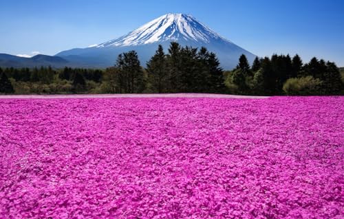 1000-teiliges Puzzle für Erwachsene | Puzzle 1000 Teile für Erwachsene | Puzzle-Geschenke für Frauen | Puzzle für Erwachsene, Vulkan, Japan, Fuji, 38 x 26 cm von VRYOP