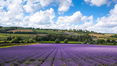 Lavender Manor Landschafts-Puzzlespiele Puzzle 2000 Teile für Erwachsene, Spiele für Erwachsene, Jugendliche und Kinder, 70 x 100 cm von VRYOP