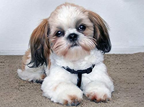 Puzzle, 1000-teiliges Shih Tzu-Hunde-Freizeit- und Unterhaltungspuzzle für Erwachsene, Lernspielzeug-Geschenkpuzzle für Kinder/Laei 70x50CM Puzzle, 1000-teiliges Shih Tzu-Hunde-Freizeit- und Unterhaltungspuzzle für Erwachsene, Lernspielzeug-Geschenkpuzzle für Kinder/Laei 70x50CM von VRYOP