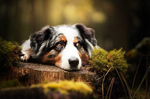 Puzzle 1000 Teile für Erwachsene, Australian Shepherd, der auf einem Baumstumpf liegt, dekorative Gemälde, 38 x 26 cm von VRYOP