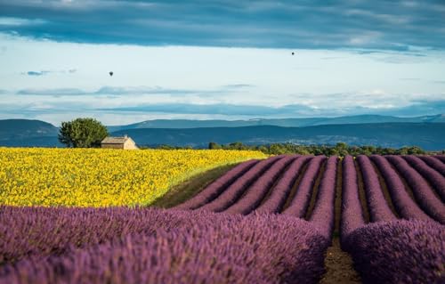 Puzzle aus Fotos, 1000 Teile, für Erwachsene und Teenager, personalisiertes Puzzle, Frankreich, Lavendel, Provence, 52 x 38 cm von VRYOP