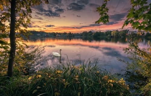 Puzzle für Erwachsene 1000 | Puzzle 1000 Teile für Erwachsene, Geschenke, Bäume, Park, Vogel, Schwan, 70 x 100 cm von VRYOP