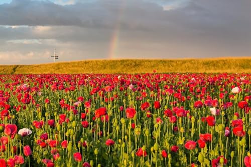 Puzzle für Erwachsene 2000 Teile Mohnblumenfelder Regenbogen 70x100CM von VRYOP