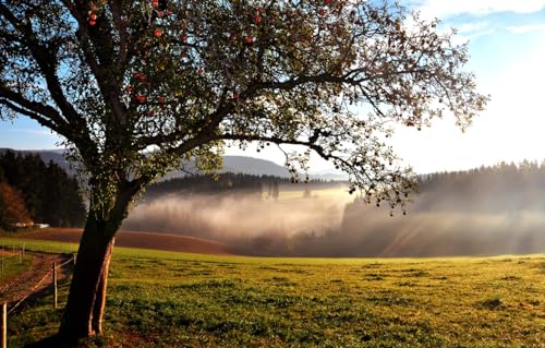 Süßes Premium-Puzzle mit 1000 Teilen – Jedes Teil ist einzigartig – Anspruchsvolles, unterhaltsames Spiel für Erwachsene und die ganze Familie, Wald, Apfelbaum, Sommerende, 70 x 50 cm von VRYOP