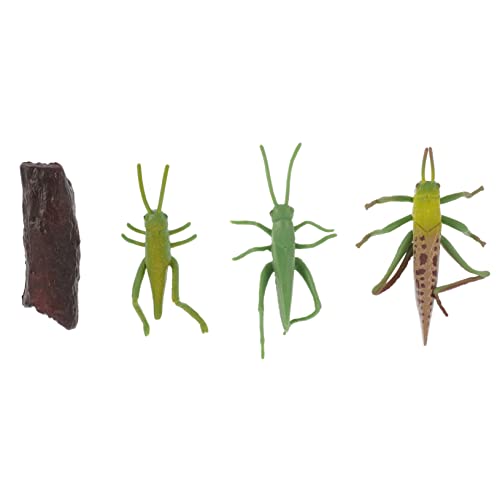 Vaguelly 1 Satz Insektenmodell Lebenszyklusmodell Wachstumsmodell Mini-Modell Figurenmodell Ausstellungsmodell Miniaturmodell Evolutionsmodell Plastik Green von Vaguelly