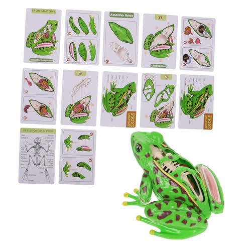 Vaguelly Seziertes Froschspielzeug Anatomiepuzzle Für Kinder Stielfroschspielzeug Kinder Anatomie Spielzeug Froschanatomiemodell Für Studenten Froschanatomiemodell Für Plastik von Vaguelly