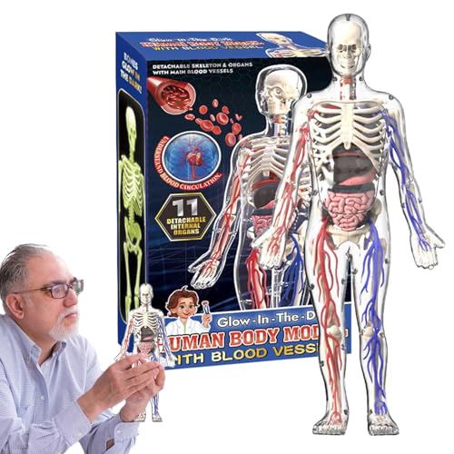 Anatomie, Modell des menschlichen Körpers, Anatomie des transparenten Skeletts, Modell des menschlichen Körpers, Modell des menschlichen Körpers, Schreibtischdekoration, schulische Aktivität für Anatomie, Modell des menschlichen Körpers, Anatomie des transparenten Skeletts, Modell des menschlichen Körpers, Modell des menschlichen Körpers, Schreibtischdekoration, schulische Aktivität für von Vibhgtf