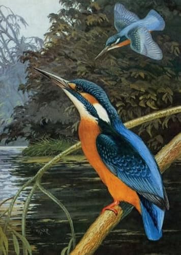 Animal Kingfishers, Rätsel 1000 Stück, Art Colour Jigsaw, Fun Spiel Toy Posters Educational Spiel for Memory Spiels for The Ältere Gifts BE619KA von WDZFF