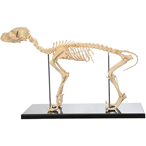 Anatomiemodell, menschliches Modell, Hundeskelett, Knochenmodell, anatomisches Modell, Hunde, Tieranatomie, Lehrmodell, Hundeskelett, anatomisch, für Humanbiologie, Veterinär-Demonstrationswerkzeug, f von WEISSBIGR