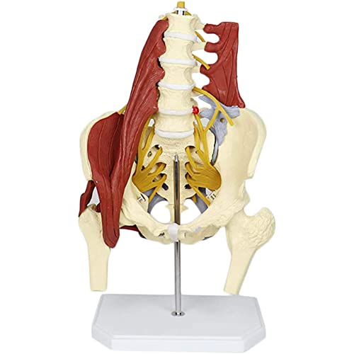 Anatomiemodell, menschliches Modell, weibliches Beckenmodell, Lendenwirbelsäulenknochenmodell, medizinische Wissenschaft, Wirbelsäule mit Beckenbodenmuskulatur, Anatomiemodell, lebensgroßes erwachsene von WEISSBIGR
