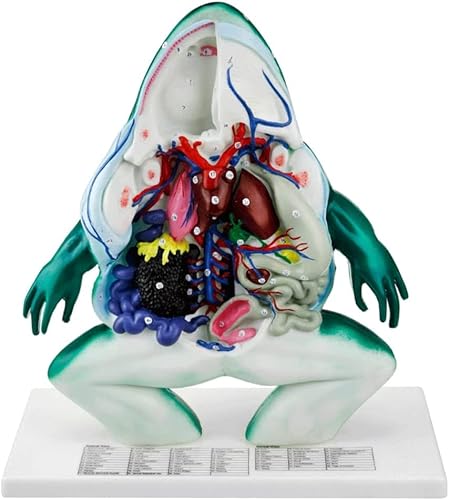 WEISSBIGR Anatomiemodell Skelettmodell Anatomiemodell Frosch Innere Organe Anatomiemodell Biologieorgane Modell Anatomische Modelle mit Display-Basis Tierorganmodell von WEISSBIGR