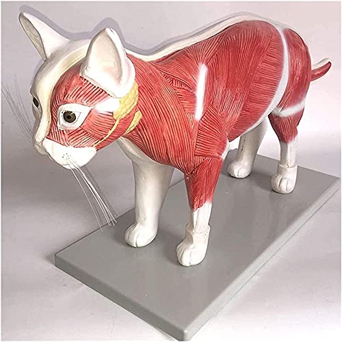 WEISSBIGR Anatomiemodell Skelettmodell Katze Haustiermodell Innere Organe Anatomisches Modell Realistische Tierhaltung Veterinärprofessionelles Werkzeug -40x16x35,5 cm (40 x 16 x 35,5 cm) von WEISSBIGR