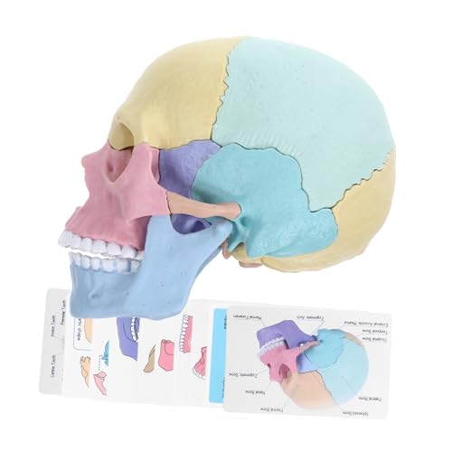 WHAMVOX Schädel Anatomie Modell 4d Anatomisches Schädelmodell Zerlegbares Handliches Modell des Menschlichen Schädels Für Anatomische Studien Und Lehrzwecke Ideal Für Die Medizinische Ausbildung Und von WHAMVOX