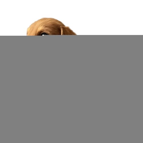 WJnflQN Kuscheltier | Niedlicher Kuschelhund,Kuscheltier Für Rucksack Freunde Zuhause Kinder Reise Jubiläen Arbeitsplatz Geburtstag Erwachsene WJnflQN Kuscheltier | Niedlicher Kuschelhund,Kuscheltier Für Rucksack Freunde Zuhause Kinder Reise Jubiläen Arbeitsplatz Geburtstag Erwachsene von WJnflQN