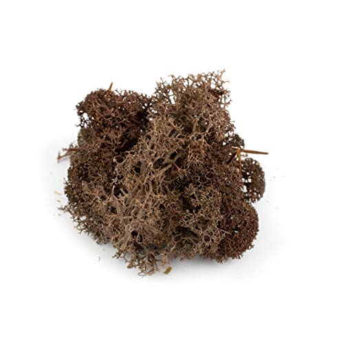 War World Scenics Braune Lichen Modell Moos 60g - Flechte Laub Modellbau Modellbahn Wargame Tabletop Gelände Landschaft Baum Busch Hecke Diorama Basing von WWS War World Scenics