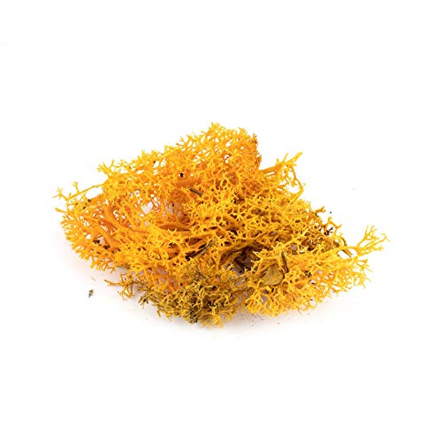 War World Scenics Orange Lichen Modell Moos 20g - Flechte Laub Modellbau Modellbahn Wargame Tabletop Gelände Landschaft Baum Busch Hecke Diorama Basing von WWS War World Scenics