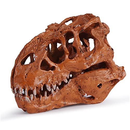 WYRMB Dinosaurier-Schädelkopf-Nachbildung, Tyrannosaurus-Dinosaurier-Schädel-Modell, Kunstharz, lebensechtes Schädel-Tierkopf-Modell für Hausbar-Dekoration, Kinder-Wissenschaftsspielzeu,Braun von WYRMB