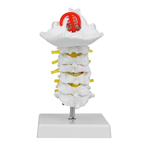 1: 1-Modell des Menschlichen Halswirbels, Modell Der Halswirbelsäule Mit Halsschlagader, Wirbelsäulen Spinalnerven Anatomisches Modell Für Das Wissenschaftslabor 1: 1-Modell des Menschlichen Halswirbels, Modell Der Halswirbelsäule Mit Halsschlagader, Wirbelsäulen Spinalnerven Anatomisches Modell Für Das Wissenschaftslabor von Walfront