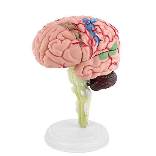 Gehirn Modell, Menschliches Gehirn Modell Zerlegtes Strukturelle Anatomie Menschliche Anatomy Modell Brain 10 X 8 X 6 cm von Walfront