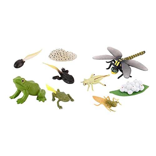 Watlsuz 9 St¨¹Ck Lebenszyklus-Figuren Von -Libellen-Figuren Spielzeug-Kit Simulation Tierwachstumszyklus-Modelle Lernspielzeug von Watlsuz