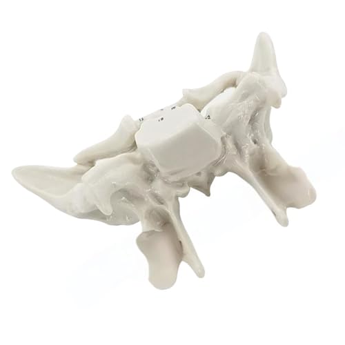 Wayfadacc Human Temporal Bone Model Medicals Teaching Tool Human Skeleton Anatomy Model School Teaching Supplies for Study von Wayfadacc