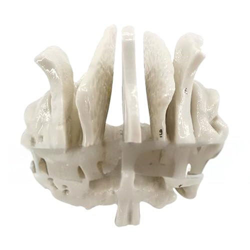 Wayfadacc Human Temporal Bone Model Medicals Teaching Tool Human Skeleton Anatomy Model School Teaching Supplies for Study von Wayfadacc