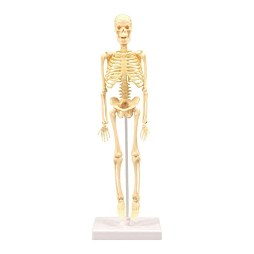 Menschliche Anatomie Skelett Modell Bildung Display Skelett Modelos Esqueleto-Tipo von Wdfnexalai