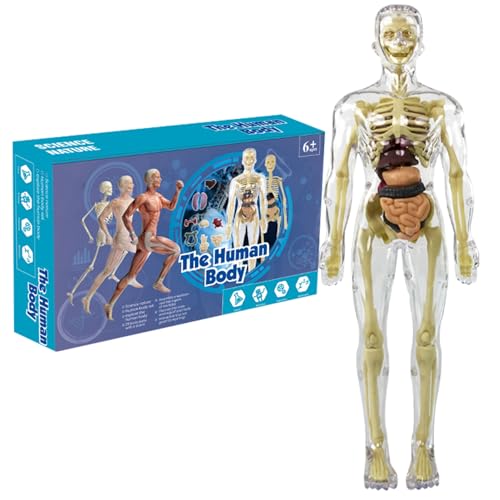 Menschliches Körpermodell für Kinder 11,2 Zoll entfernbarer klares menschliches Anatomie Model Realistic Organ ＆ Skelettwissenschaft Bildungspädagogik Geschenke für Kinder im Alter von 7 bis 14 Jahre von Wedhapy