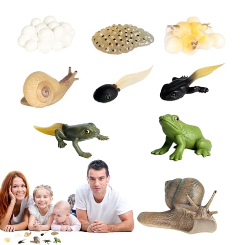 Whrcy Lebenszyklus eines Frosches,Lebenszyklus-Kit - Tragbare Tierwachstumszyklus-Figuren,Naturwissenschaftliches Spielzeug für Vorschulkinder, Lern- und Lernspielzeug, Spielzeug für von Whrcy