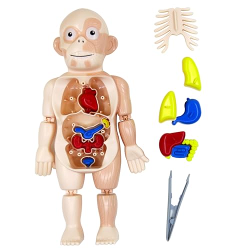 Whyzsjnclg Menschliches Körpermodell für Kinder Anatomiespielzeug DIY -Versammlung menschliches Körperspielzeug mit inneren Organen und Gliedmaßen Anatomie -Wissenschaftsspielzeug für Kinder von Whyzsjnclg