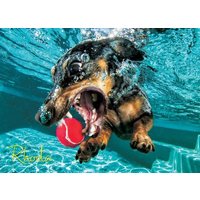 Underwater Dogs: Rhoda 1000-Piece Puzzle von Willow Creek Pr