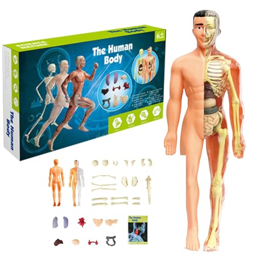 Menschliches Körpermodell für Kinder 11,2 Zoll entfernbarer halbklarer menschlicher Anatomie Model Realistic Organ ＆ Skelettwissenschaft Bildungspädagogik Geschenke für Kinder im Alter von 7 bis 14 J von Womsclo